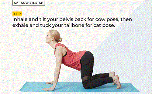 Cat Cow Pose